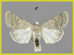 C. gilva