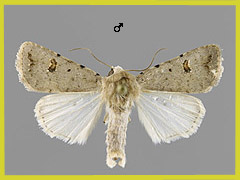 C. kadenii