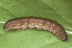 C. montana
