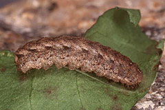 C. morpheus