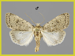 C. petraea