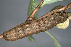 C. selini