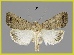 C. terrea