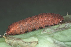 C. ferruginea