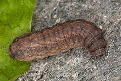 C. trigrammica