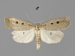 C. maritimus