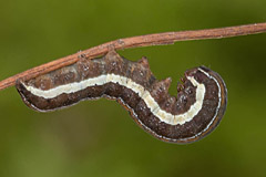 C. hyperici