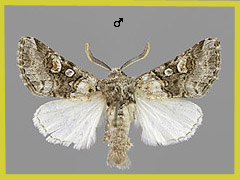 C. scoriacea