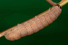 C. erythrocephala