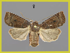 C. ligula