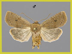 C. ligula