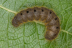C. rubiginea