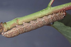 C. rubiginosa