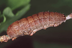 C. vaccinii