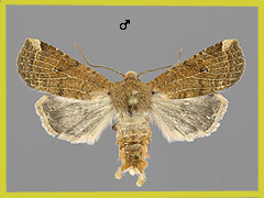 C. veronicae