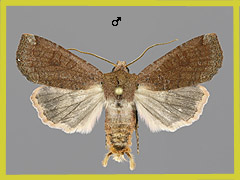 C. veronicae