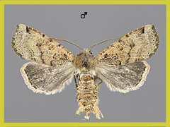 C. veronicae
