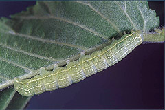 C. affinis