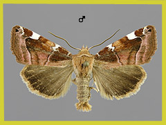 C. diffinis
