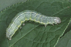 C. trapezina