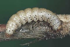 D. templi