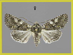 D. aeruginea