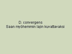 D. convergens