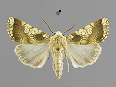 D. oo
