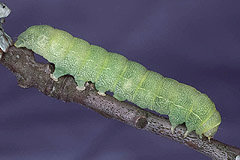 D. eremita