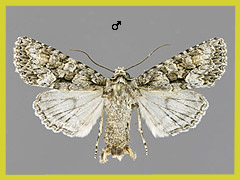 D. monochroma