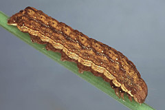 D. scabriuscula