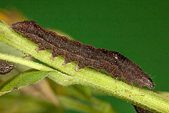 E. venustula