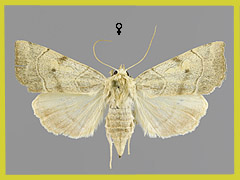 E. abluta