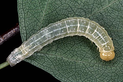 E. paleacea