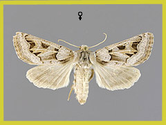 E. glaucina