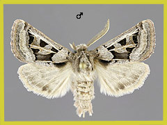E. tersa