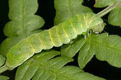E. lucipara
