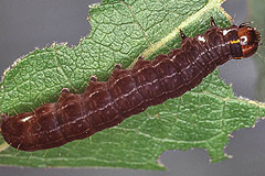E. transversa