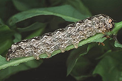 G. aprilina