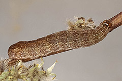 H. iris