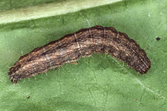 H. ambigua
