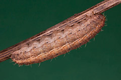 H. blanda