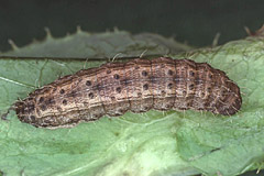 H. octogenaria