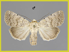 H. respersa