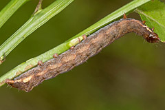 H. rectilinea