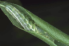 I. retusa
