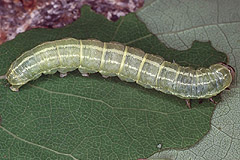 I. subtusa