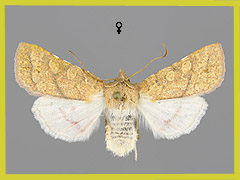 J. croceago