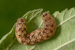 L. consocia