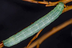 L. lamda